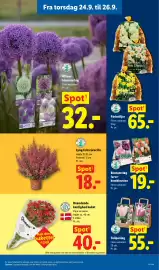 Lidl tilbudsavis uge 39 Side 36: Placeres Ude Blomsterløg farve-kombination €19,00, Tulipanløg €55,00
