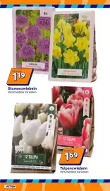 Action Flugblatt woche 38 Seite 10: Blumenzwiebeln €1,19, Tulpenzwiebeln €1,69