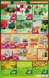 Catalogue Norma semaine 39 page 4: Assortiment d'orchidées €5,99, Chrysanthème Sixtie Pink Flair €1,49