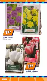 Volantino Action settimana 38 Pagina 10: Bulbi di tulipano €1,67, Bulbi di fiori €1,37