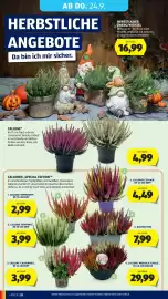 Hofer Flugblatt woche 38 Seite 38: Callune* €4,99, Callune 'Calberries' €3,99