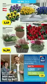 Hofer Flugblatt woche 38 Seite 39: Bepflanzte Holzkiste/Körbe* €14,99, VIOLEN* €3,49
