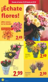 Catálogo Lidl semana 39 Página 48: Brezo tricolor €2,99, Rosal €2,99