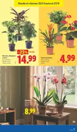 Catálogo Lidl semana 39 Página 49: Monstera, Marginata y Yucca €14,99, Planta de interior €4,99