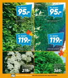 Bilka tilbudsavis uge 38 Side 32: Buketspiraea €219,00, Kirsebærlaurbær €369,00