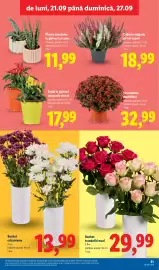 Catalog Lidl săptămâna 39 Pagină 51: Buchet trandafiri maxi €29,99, Plante suculente în ghiveci ceramic €11,99