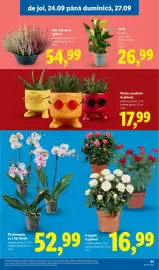 Catalog Lidl săptămâna 39 Pagină 53: Trandafir în ghiveci €16,99, Calla €26,99