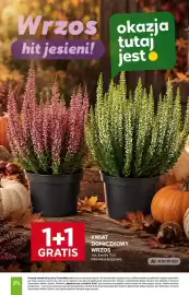 Stokrotka gazetka tydzień 38 Strona 37: KWIA DONICZKOWY WRZOS