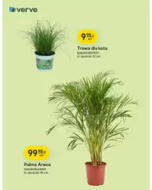 Castorama gazetka Strona 2: Palma Areca Verve €99,98, Trawa dla kota Verve €9,98