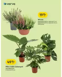 Castorama gazetka Strona 3: Wrzos śr. doniczki 17 cm Verve €19,98, Miks roślin zielonych śr. doniczki 21 cm Verve €49,98