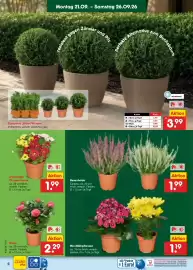 Netto Marken-Discount Prospekt Seite 4
