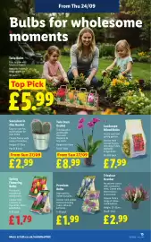 Lidl leaflet week 39 Page 17: Succulent in Zinc Bucket €2,99, Spring Flowering Bulbs €1,79