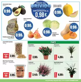 Volantino Coop Master Alleanza 3.0 Pagina 9: Roselline €3,90, Dracena €4,90