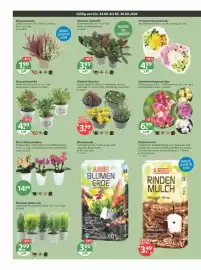 V Markt Prospekt woche 39 Seite 20