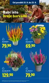 Lidl leták Strana 13: Chryzantéma „Trio“ €69,90, Vřes „Mint-Berry“ €79,90