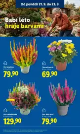 Lidl leták Strana 13: Chryzantéma „Trio“ €69,90, Vřes „Mint-Berry“ €79,90