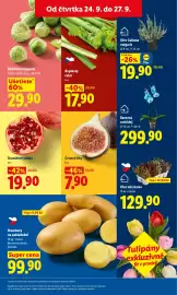 Lidl leták Strana 15: Brambory na uskladnění €99,90, Barevná orchidej €299,90