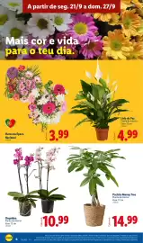 Folheto Lidl semana 39 Página 8: Orquídea €10,99, Flores da Época Nacional €3,99