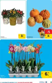 Carrefour folder Pagina 25: Sierkalebassen €3,99, Sierpeper €3,99