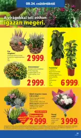 Lidl akciós újság hét 39 Oldal 23: Futónövény €6.999,00, Kültéri virág mix / csarab, 6 db-os tálca €2.999,00