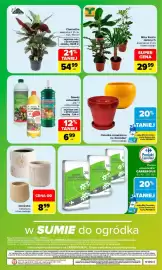 Carrefour gazetka Strona 13: Ctenanthe Zaza Group €54,99, Doniczka betonowa €8,99