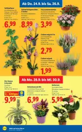 Lidl Flugblatt woche 39 Seite 28