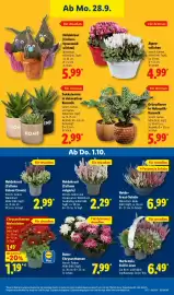 Lidl Prospekt woche 40 Seite 25