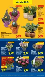 Lidl Prospekt woche 40 Seite 25