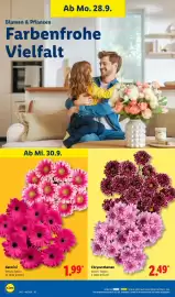 Lidl Prospekt woche 40 Seite 24