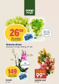 Coop Mega kundeavis uke 39 Side 10: Grønne druer, Medlemspris, ASIATISK LILJE €99,90