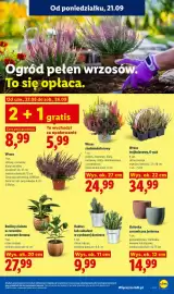 Lidl gazetka Strona 91: Wrzos trójkolorowy 6-pak €34,99, Kaktus w cynkowej doniczce €9,99