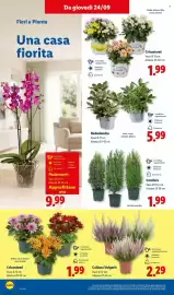 Volantino Lidl settimana 39 Pagina 42: Phalaenopsis €9,99, Calluna vulgaris €2,29