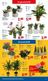 Volantino Lidl settimana 39 Pagina 43: SPATHIPHYLLUM €5,99, Ciclamini €2,49