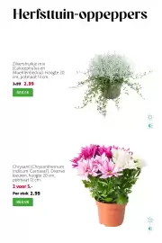 Intratuin folder week 39 Pagina 2: Chrysant €5,00, Zilverstruikje mix €2,99