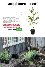 Intratuin folder week 39 Pagina 4: Aanplanten maar! Haagplanten. Keuze uit beukenhaag (Fagus sylvatica) en ligusterhaag