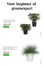 Intratuin folder week 39 Pagina 5: Blauw schapengras €3,99, Rhododendron €12,99