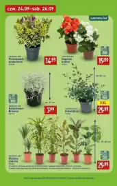 ALDI gazetka tydzień 39 Strona 39: GARDENLINE Eukaliptus Sztuka €29,99, GARDENLINE Begonia elatior Sztuka €19,99