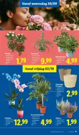 Lidl folder week 40 Pagina 15: Sierananas €9,99, Calluna €1,99