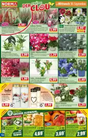 Norma Prospekt woche 40 Seite 12: Grünpflanze €3,99, Edel-Enzian €3,49