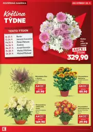 Kaufland leták týden 39 Strana 5: Chryzantéma Exklusive €49,90, Chryzantéma velkokvětá miska €169,90