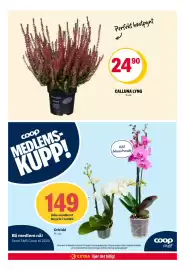 Coop Extra kundeavis uke 39 Side 31: Calluna Lyng €24,90, Coop Orkidé €149,00