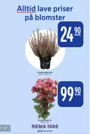 Rema 1000 kundeavis uke 39 Side 27: CALLUNA GARDEN GIRL €24,90, KRYSANTEMUM 3 PK €99,90
