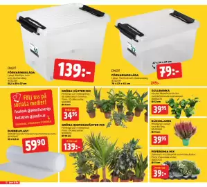 Jem&Fix reklamblad Sida 12: PEPEROMIA MIX €39,00, KLOCKLJUNG €39,95