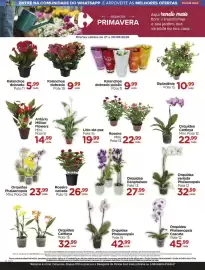 Folheto Carrefour Página 2: Orquídea €22,99, Roseira variada €26,99