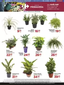 Folheto Carrefour Página 3: 21 - jiboia verde €26,99, 19 - cróton hibrido €34,99