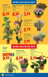 Lidl Flugblatt woche 39 Seite 28