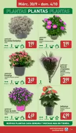 Folleto ALDI semana 40 Página 13: Gardenline áster €1,99, Gardenline ramo de crisantemos santini €3,99