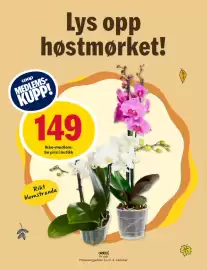 Coop Prix kundeavis Side 12: ORKIDÉ, Medlemspris