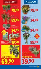 Lidl reklamblad vecka 40 Sida 20: Calathea-Mix €69,90, Ljung Calluna vulgaris €39,90