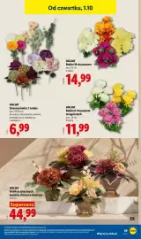 Lidl gazetka tydzień 40 Strona 47: GOLIAT Bukiet 6 chryzantem strzępiastych €11,99, GOLIAT Bukiet 18 chryzantem €14,99